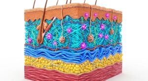 피부의 세 가지 층인 표피, 진피, SMAS층을 보여주는 3D 의학 일러스트레이션